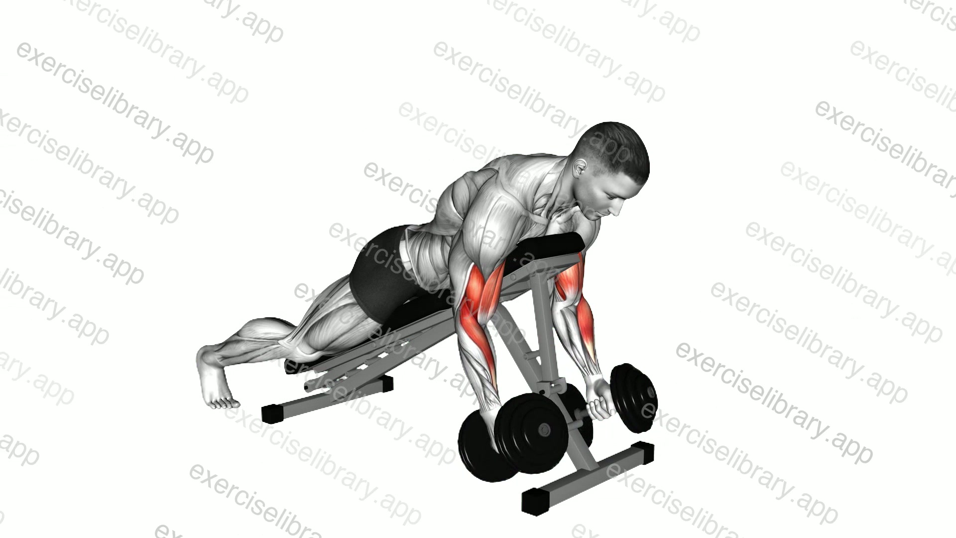 Dumbbell Spider Curl demonstration