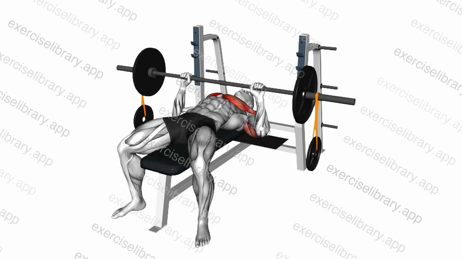 Barbell Banded Weighted Plate Bench Press demonstration