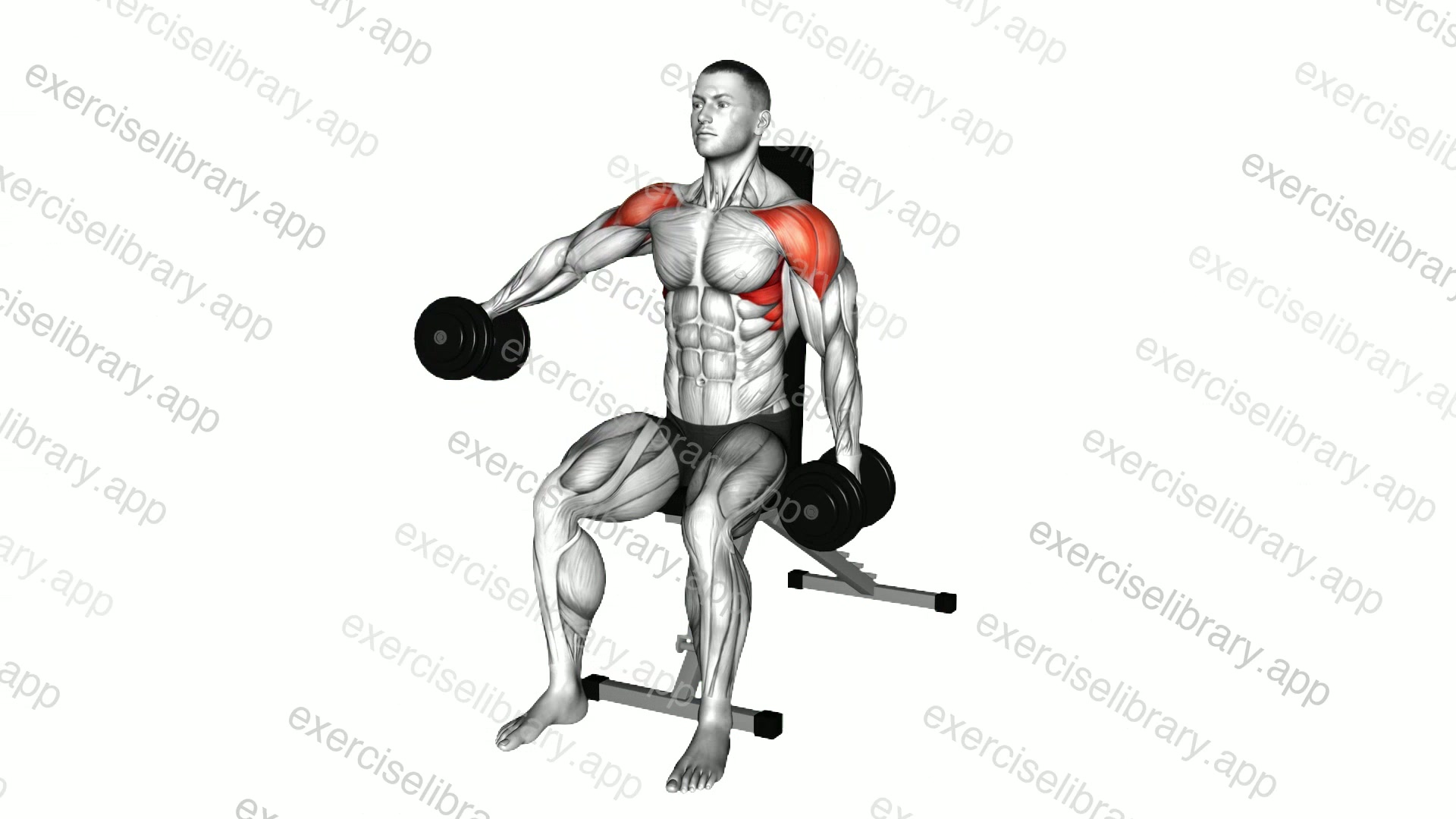 Dumbbell Seated Alternating Lateral Raise demonstration