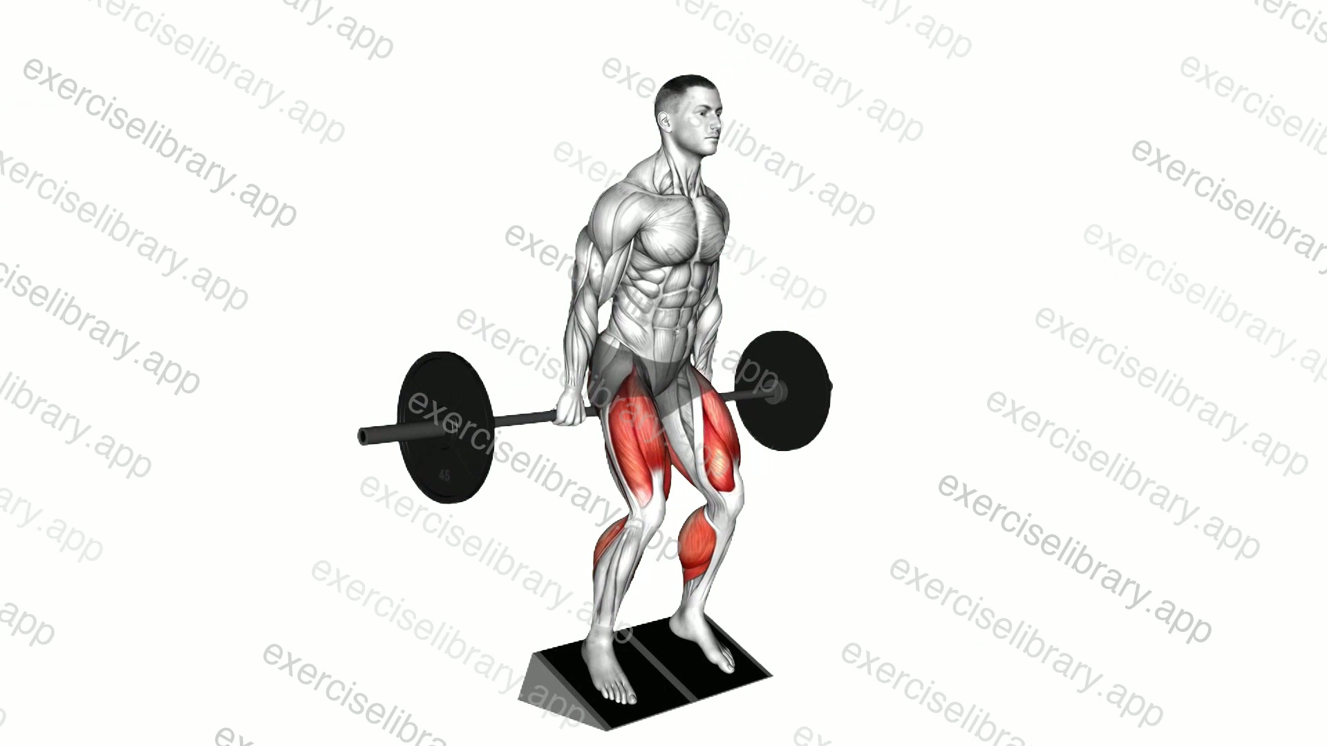 Barbell Elevated Hack Squat demonstration