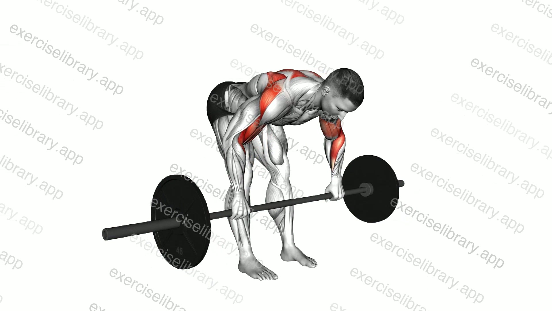Barbell Bent over Rear Delt Row demonstration