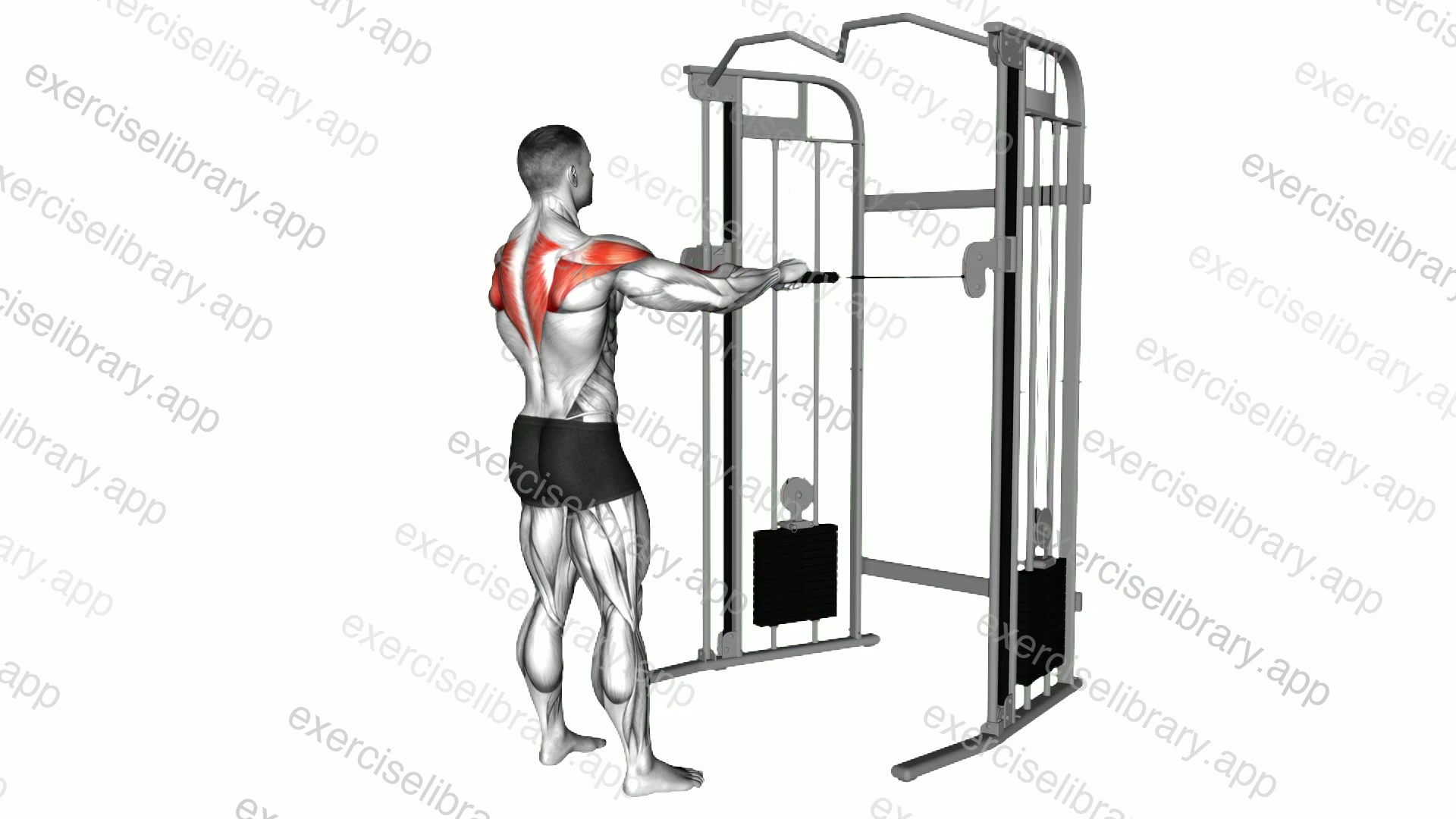 Cable Standing Rear Delt Row demonstration