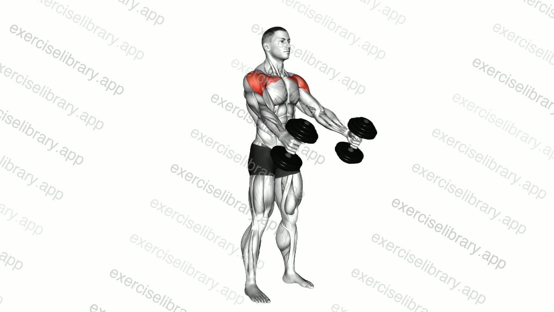 Dumbbell Standing Neutral Grip to Pronated Grip Front Raises demonstration