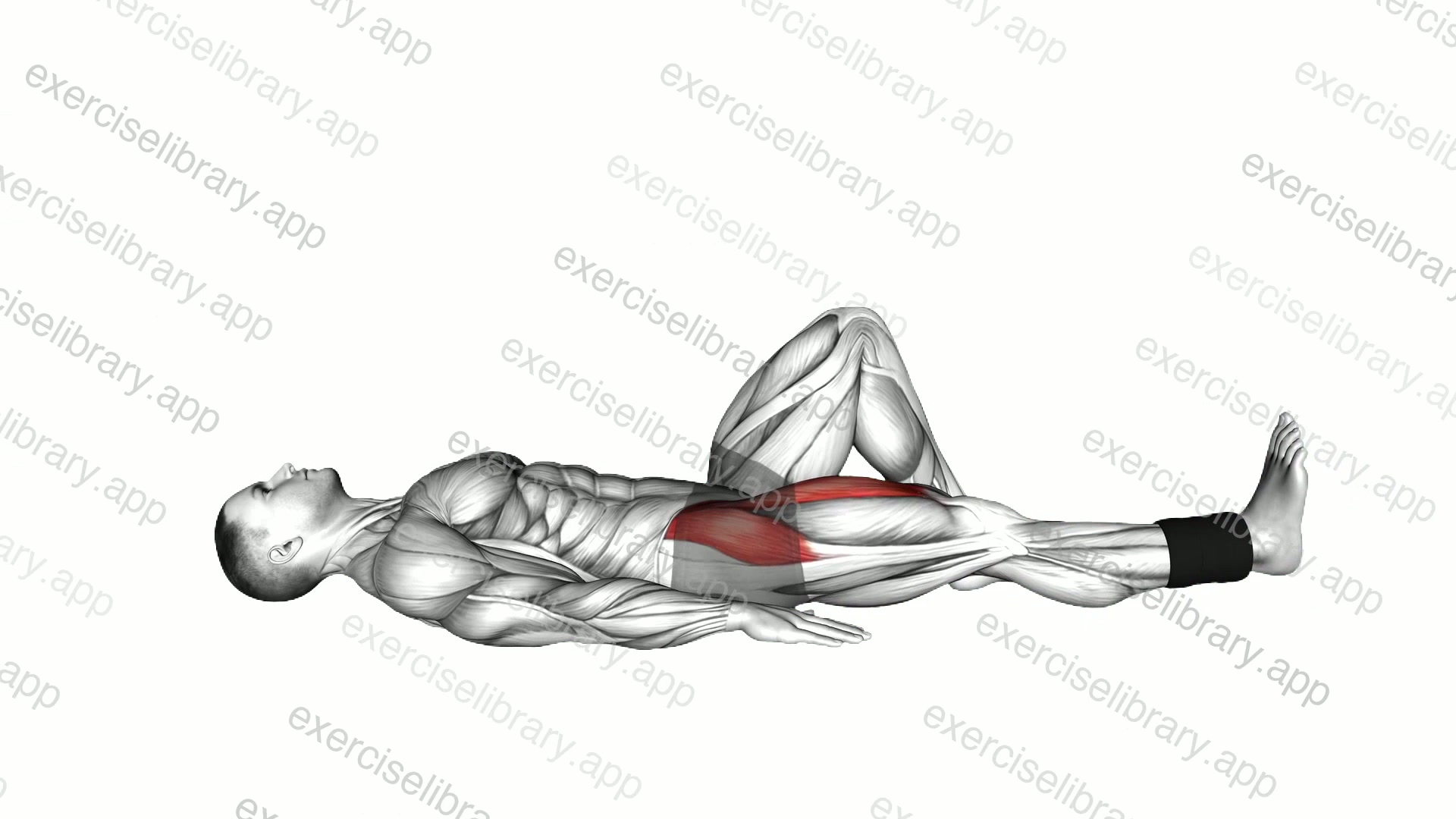 Weighted Lying Supine Straight Knee Raise demonstration