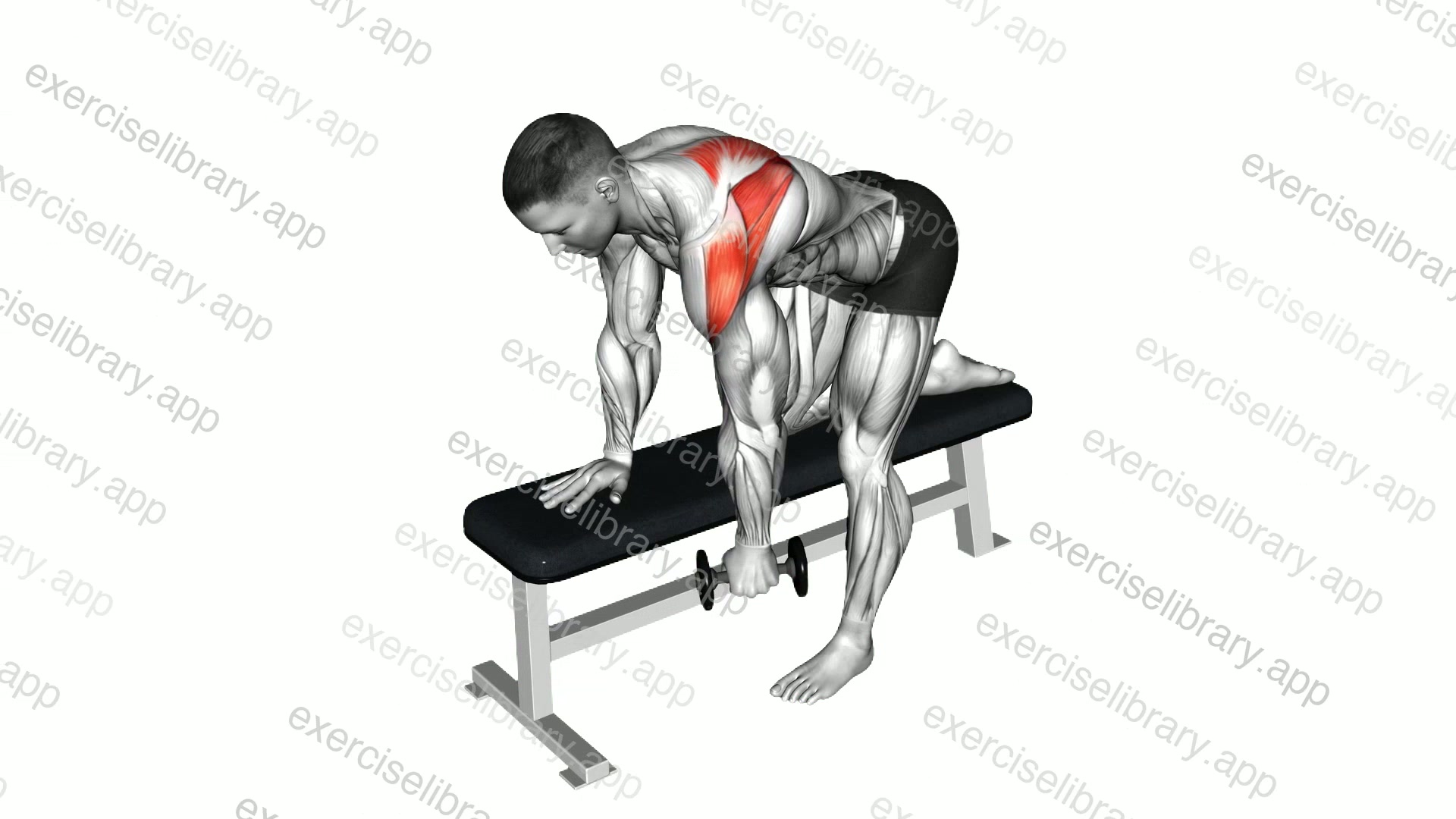 Weighted Dumbbell Shoulder Pendulum demonstration