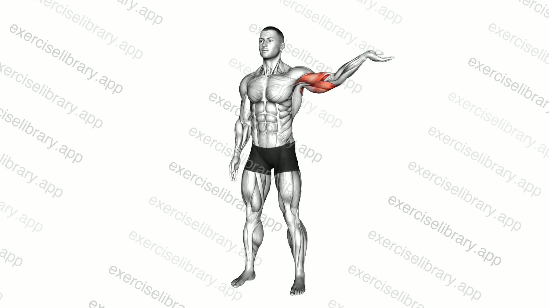 Standing Median Nerve Mobilization demonstration