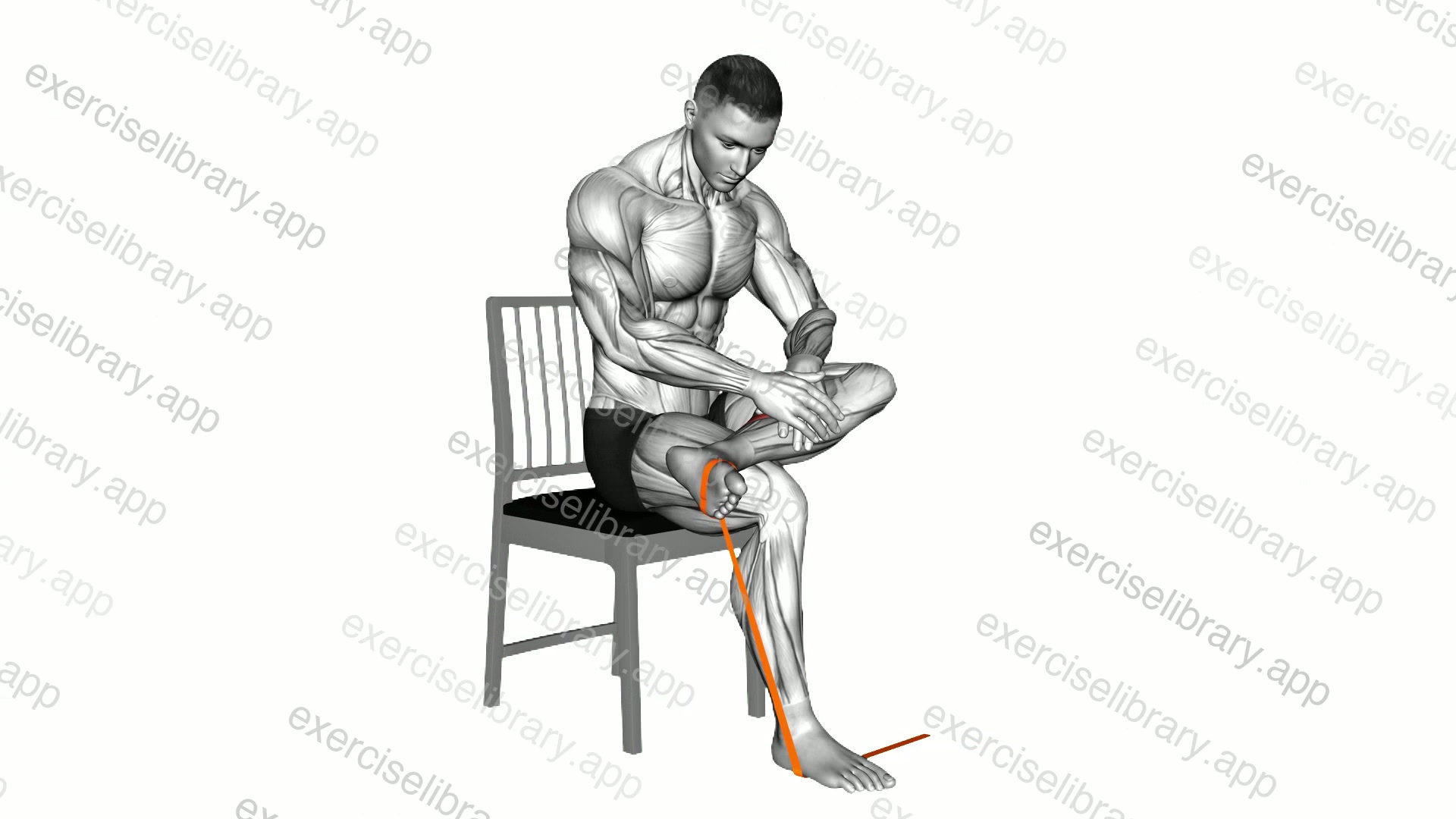 Resistance Band Sitting Posterior Tibialis Mobilization demonstration