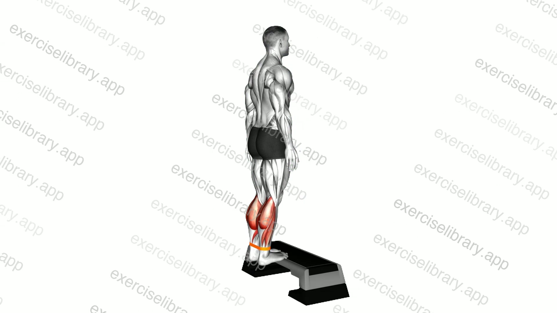 Resistance Band Standing Posterior Tibialis Mobilization Raise demonstration