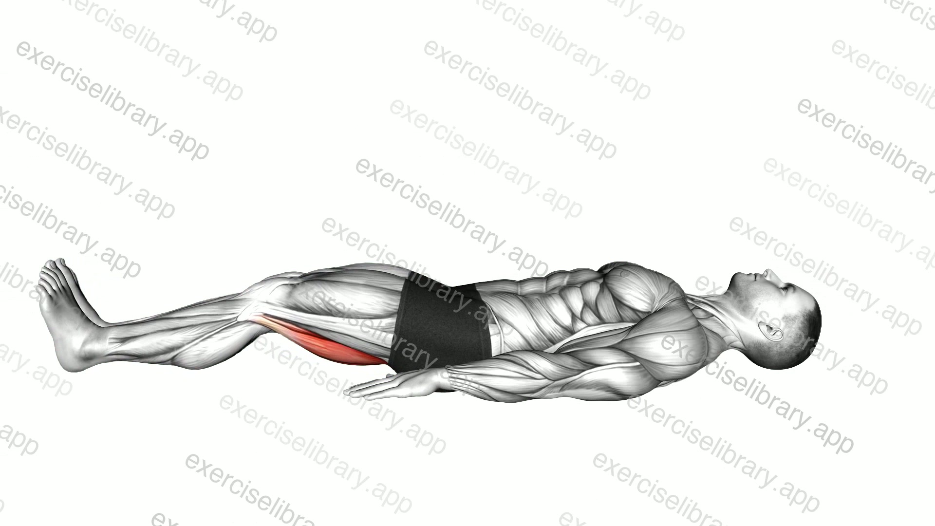 Lying Isometric Hamstring Bridge demonstration