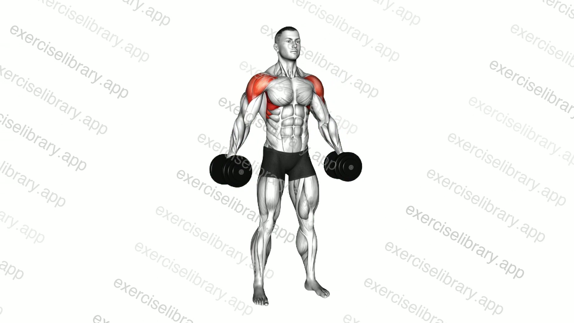 Dumbbell Lateral Raise Hold demonstration