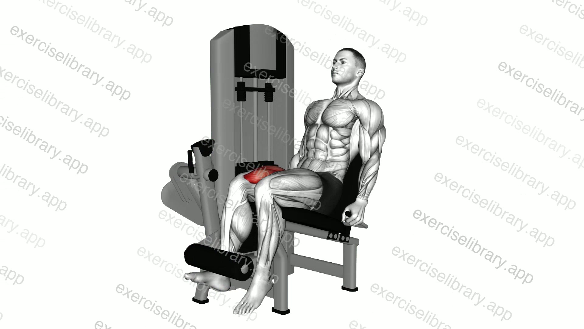 Lever Isometric Leg Extension demonstration