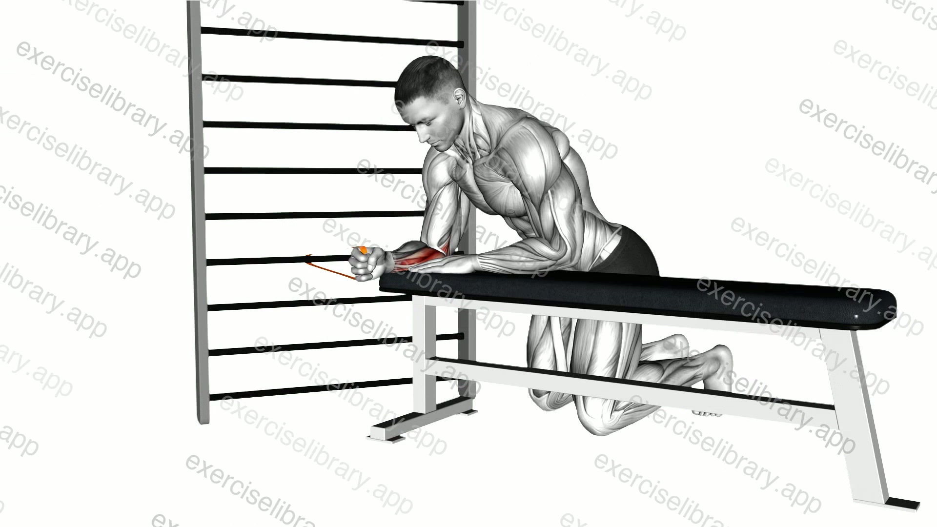 Resistance Band Wrist Flexion demonstration