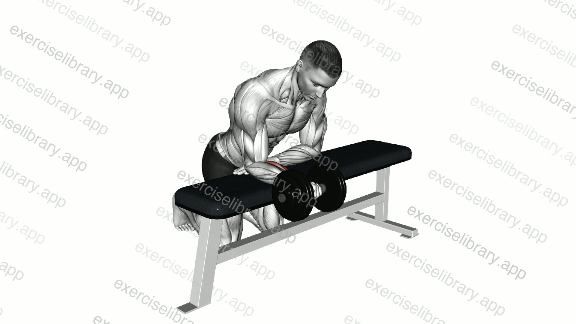 Dumbbell Isometric Wrist Flexion over Bench demonstration
